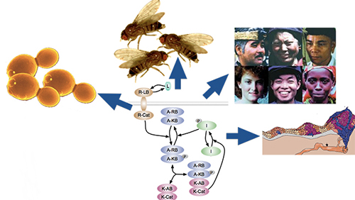 Genetic Mechanisms